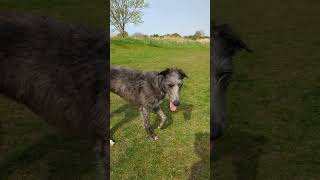 Scottish deerhound 🏴󠁧󠁢󠁳󠁣󠁴󠁿 [upl. by Anirda]