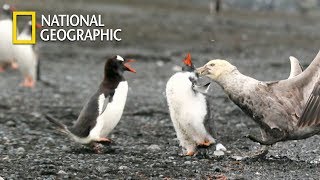 Gentoo Penguin Protecting his Baby from Giant petrel｜National Geographic [upl. by Chuah]