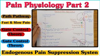 Pain Physiology  Part 2 ll Pain Pathway ll Fast amp Slow Pain ll Gate Control Theory [upl. by Herstein655]