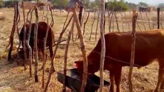 Small Scale Cattle Fattening in Zimbabwe [upl. by Ludlew]