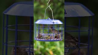 Cute Birds Gather For A Happy Meal kingsyard kingsyardbirdfeeder birdwatching [upl. by Nylessej]