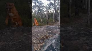 My Ridgeback Loki powers uphill with little effort 😎 slow motion ridgeback dog australia [upl. by Gotthard722]