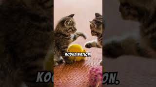 Katzenbabys und die Kunst des Spielens [upl. by Gideon]