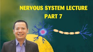 Nervous System Lecture  Part 7 NervousSystemDevelopment [upl. by Guimond]