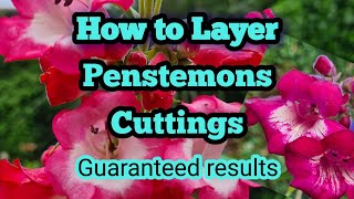 How to take penstemon cuttings guaranteed results [upl. by Donahoe]