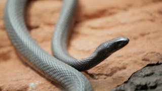 Why Do Venomous Animals Live In Warm Climates [upl. by Laveen]