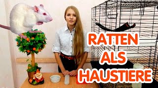 Ratten als Haustiere Rattenhaltung [upl. by Vandervelde]