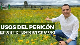 Usos del Pericón y sus beneficios a la salud [upl. by Aihsein14]