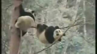 Panda Falling Out Of Tree  Funny Videos Do not watch if retarded [upl. by Mairem140]