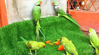 Ringneck talking parrots amp Raw talking parrots Natural Sounds birds talkingparrot parrot [upl. by Ahsets]