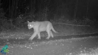 Super rare video of cougar in northern Minnesota [upl. by Heer192]