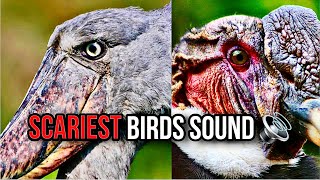 The scariest bird sounds 😱 [upl. by Senhauser]