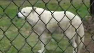 Cry of the Captive Arctic Wolf [upl. by Margaux]