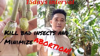 foliar fertilizer 15days intervals of spraying durian fruit durian farmersagriculture [upl. by Alegnad]