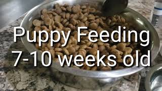 Feeding Puppies 8 weeks old [upl. by Reade]