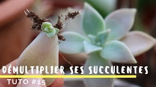 Comment bouturer ses plantes grasses  TRÈS FACILE  TUTO 15 [upl. by Eeliak105]