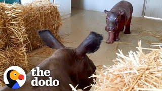 Baby Hippo Raised By Rhinos Meets A Hippo ❤️  The Dodo Go Wild [upl. by Erdnaed]