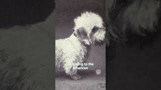 Dandie Dinmont Terriers are considered a rare breed dogs rarebreed [upl. by Gabi]