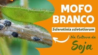 MOFO BRANCO  Sclerotinia scletotiorum  Como identificar e manejar essa doença fúngica na soja [upl. by Nevak191]