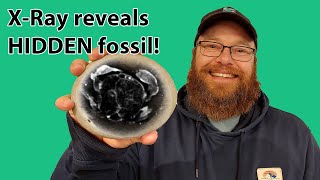 Xray reveals a hidden fossil [upl. by Hnoj376]