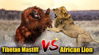 Can Tibetan Mastiff Dog Beat a LION  Amazing Dog Facts [upl. by Aelanej]