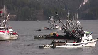 2009 Silver Bay Herring Sac Roe Fishery in HD [upl. by Sokil]