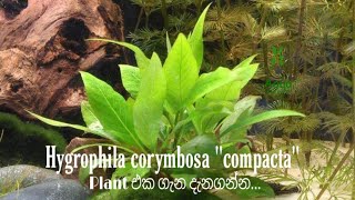 Hygrophila corymbosa quotcompactaquot Plant එක ගැන දැනගන්න [upl. by Adihaj]