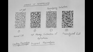 STAGES OF PLASMOLYSIS DIAGRAM CLASS 11 BIOLOGY [upl. by Marela]