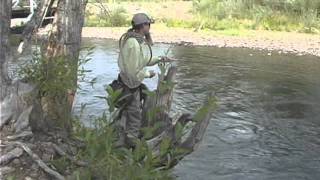 Fly Fishing The Conejos River CO [upl. by Gnuhp]