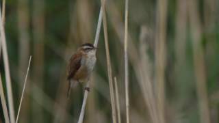 Moustached Warbler Acrocephalus melanopogon [upl. by Llerrod]