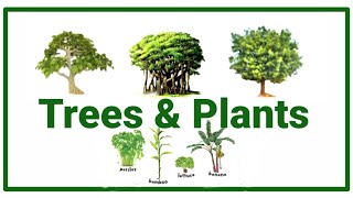 Trees Names  Plants Names Trees and Plants Names in EnglishDifferent types of trees and plants [upl. by Durnan]