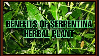 HEALTH BENEFITS OF SERPENTINA HERBAL PLANT  KING OF BITTER PLANT  TSV 491 [upl. by Wane]