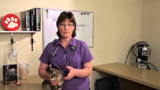 Hookworm in Cats  Cat Health [upl. by Coney]