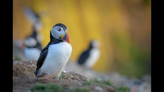 2 night stay on Skomer Island June 2024 [upl. by Yuma]