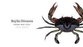 Scylla Olivacea — Dissection [upl. by Lanta]