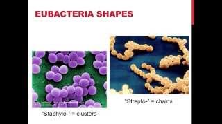 Binary Fission  How Do Bacteria Divide 12 [upl. by Enimsaj]