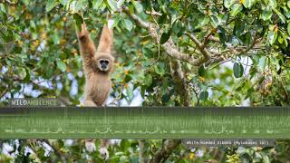 Gibbon Sounds  Whitehanded Gibbon song amp calls [upl. by Budwig]