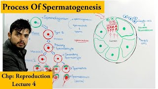 Spermatogenesis  How sperm cells are produced [upl. by Feola24]