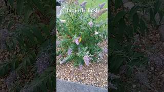 Butterfly Bush Grand Cascade Gardens and Palms [upl. by Hilbert]