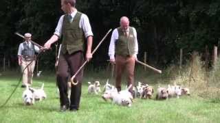 Sealyham Terrier working on the river Taw [upl. by Kendry]