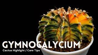 Gymnocalycium Cactus Care and Collection Tour [upl. by Berri]