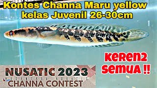 Kontes Channa Maru Yellow Juvenil 2530cm  NUSATIC CHANNA CONTEST 2023 ICE BSD CITY TANGERANG [upl. by Namien]