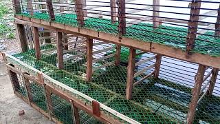 DIY Layer Cage Para sa Paitluging Manok [upl. by Adeline]