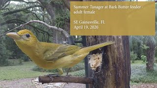 Female Summer Tanager at Bark Butter feeder April 2020 [upl. by Lang]