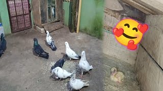 Breeding Season Ki Pehli Baby pigeon Nikla 😄 ll Desipigeon [upl. by Zollie]