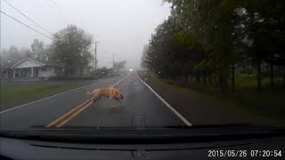 Large Dog Gets HIT by a Car GRAPHIC VIDEO [upl. by Aihsotan]