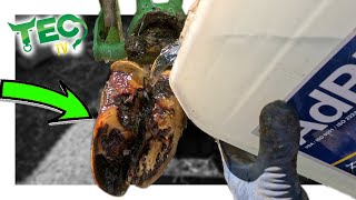 NEW HOOF TREATMENT for BULGING CORIUM [upl. by Xever]