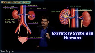 Excretory System in Humans  CBSE Class 10 Science Biology  Toppr Study [upl. by Yditsahc]