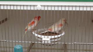 Canary Breeding Red mosaic 2018 Part 1 A [upl. by Andaira]