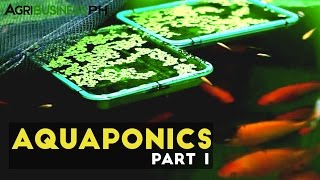 Aquaponics Part 1  Aquaponics in the Philippines  Agribusiness Philippines [upl. by Ardnaik770]